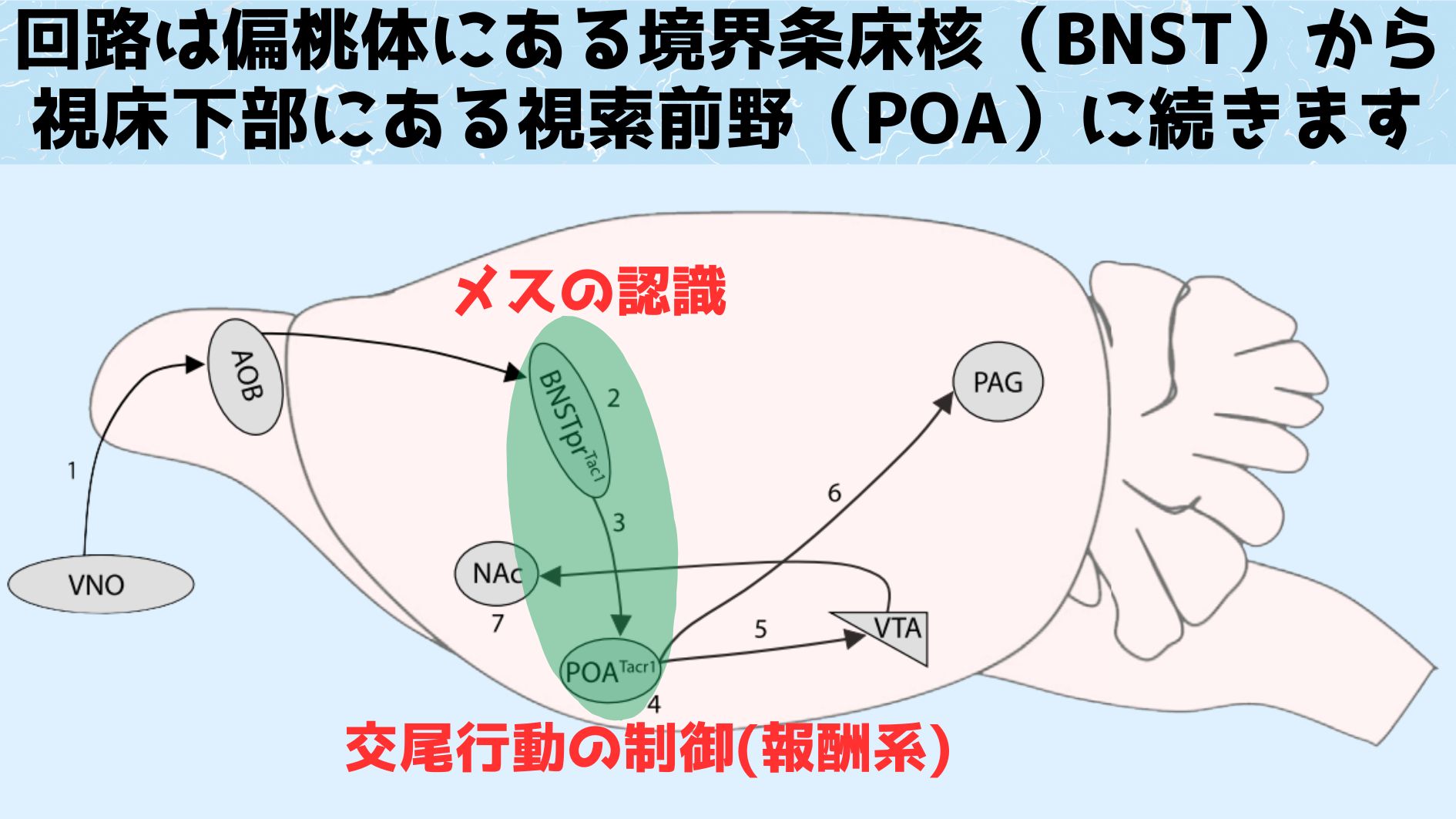 脳回路の前半部分ではメスがいるという認識を行い、後半部分では交尾行動の制御を行っています