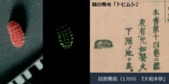 江戸時代から300年謎だった「発光トビムシ」の正体を解明！