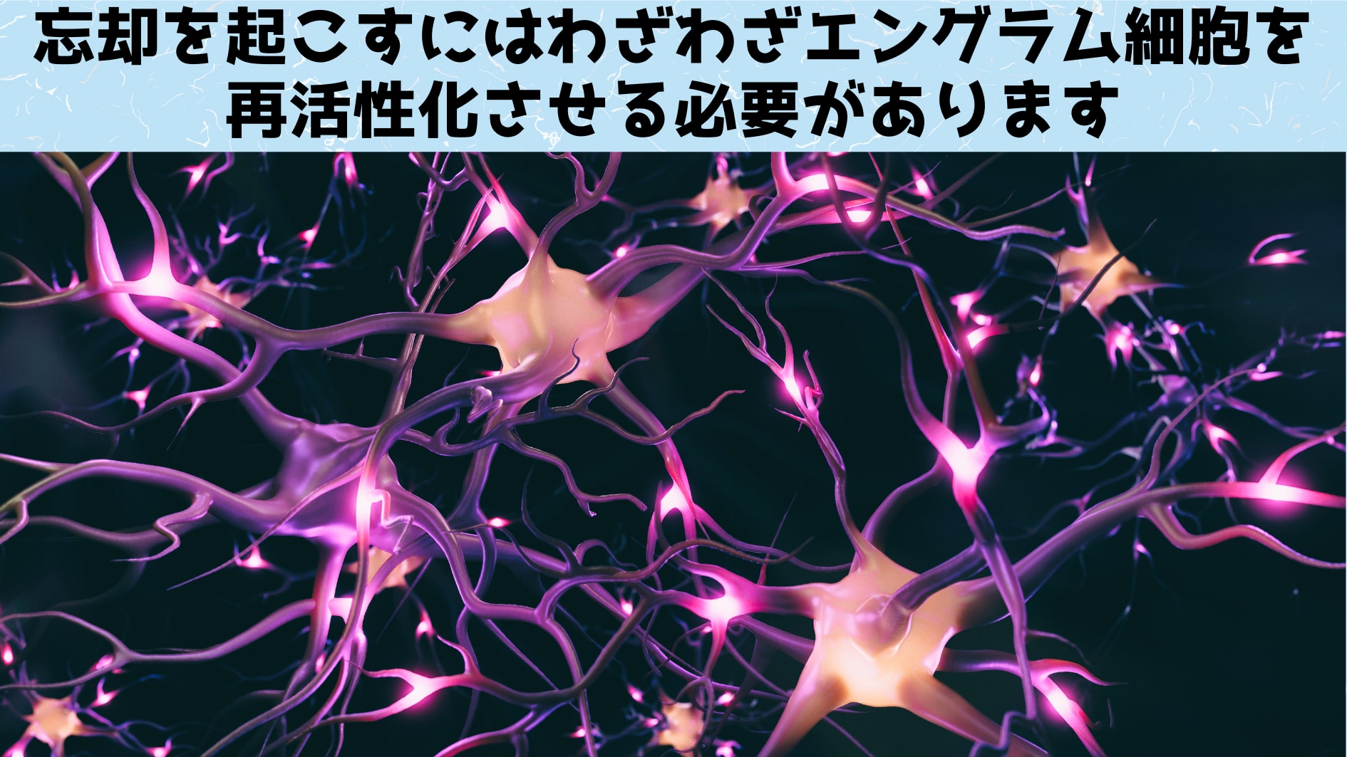 忘却するには記憶を収めたエングラム細胞の活性化が必要