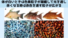 細胞の中にある色素粒子を凝縮させたり分散させることで光の透過と吸収を制御するとともに、反射する光（皮膚の色）を自在に選べるのです。