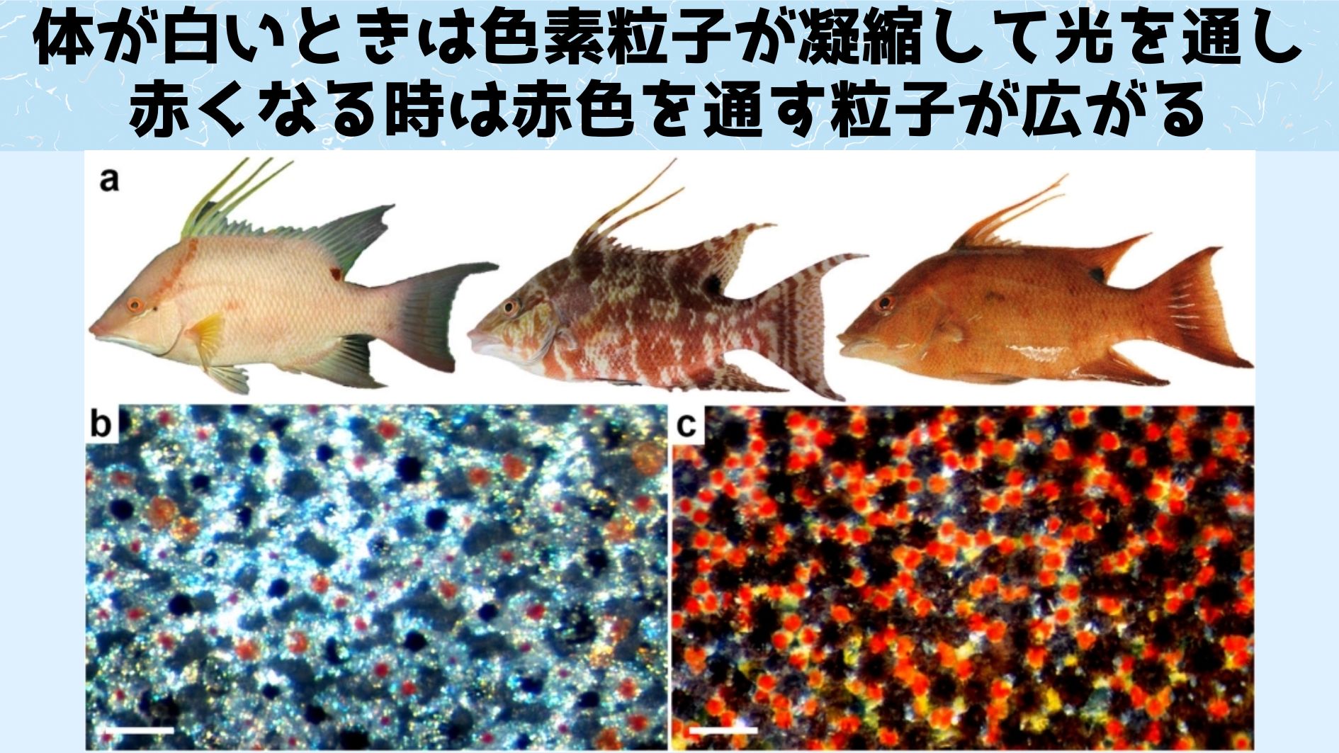 細胞の中にある色素粒子を凝縮させたり分散させることで光の透過と吸収を制御するとともに、反射する光（皮膚の色）を自在に選べるのです。