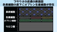 オプシンを生産している光検知細胞は色素細胞の直下に存在していました