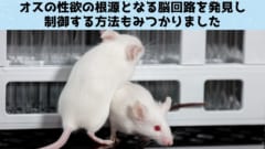 性欲の根源となる脳回路を発見