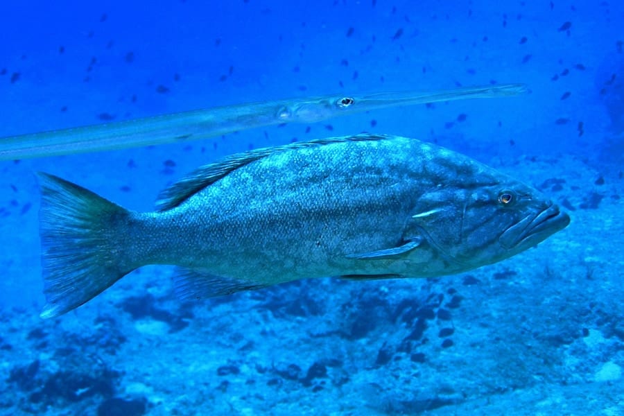 大型魚の背後に隠れて獲物に近づく狡猾な魚