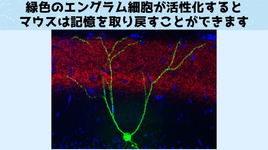 別研究で撮影されたエングラム細胞（緑色）