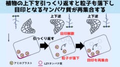 植物を上下逆にするとすぐに粒子も落下して下側の目印も再編成されます