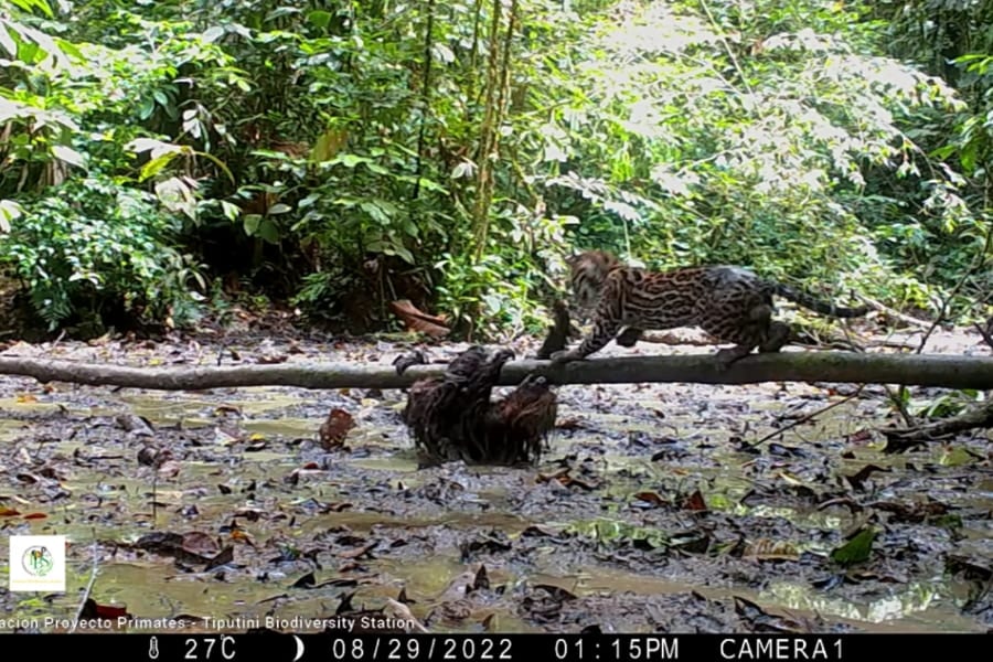 専門家も驚く貴重映像！定点カメラにナマケモノとオセロットのバトルが映る