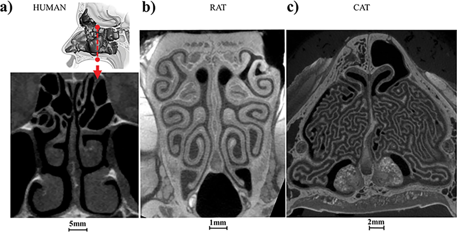 ヒト、ラットと比べるとネコの鼻腔内は複雑