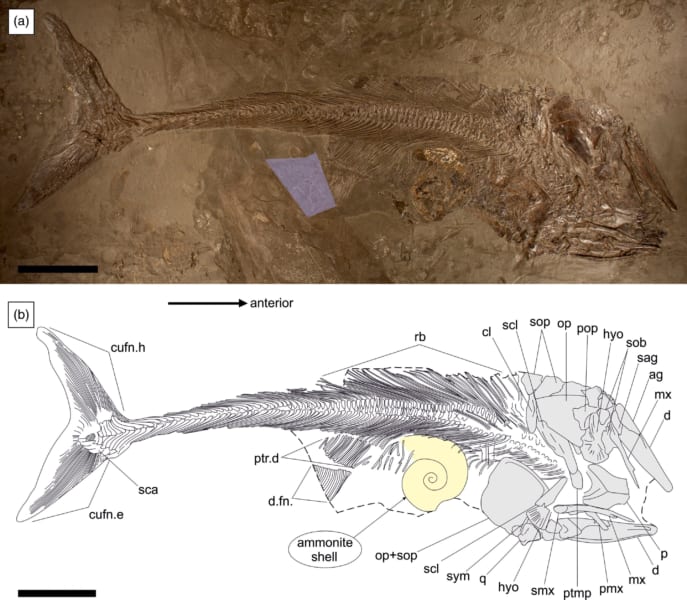 発見された化石。下の黄色い部分がアンモナイト