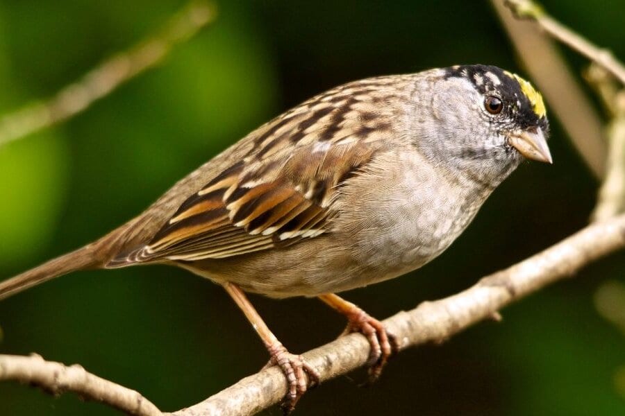 渡り鳥キガシラシトドは旧友に会うために毎年同じ越冬地を訪れていた