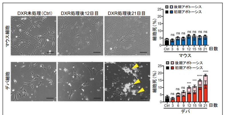 マウスに比べハダカデバネズミは細胞死を起こす率が高い
