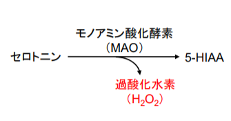 セロトニンの代謝