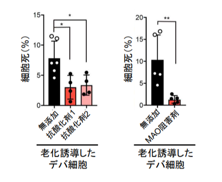 左：過酸化水素を抑制　右：モノアミン酸化酵素を抑制