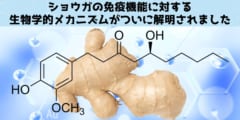 ショウガの免疫機能に対する生物学的メカニズムがついに解明！