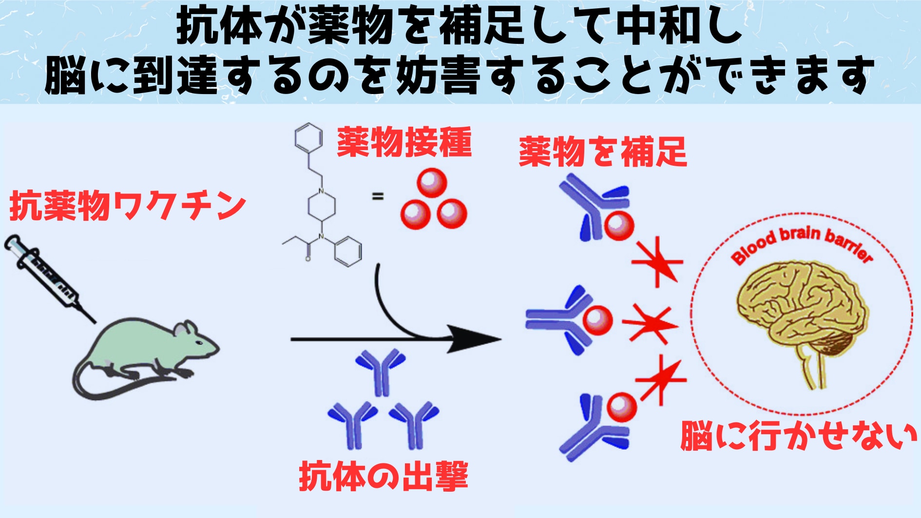 薬物に抗体が結合すると脳の関所である血液脳関門を突破できなくなります