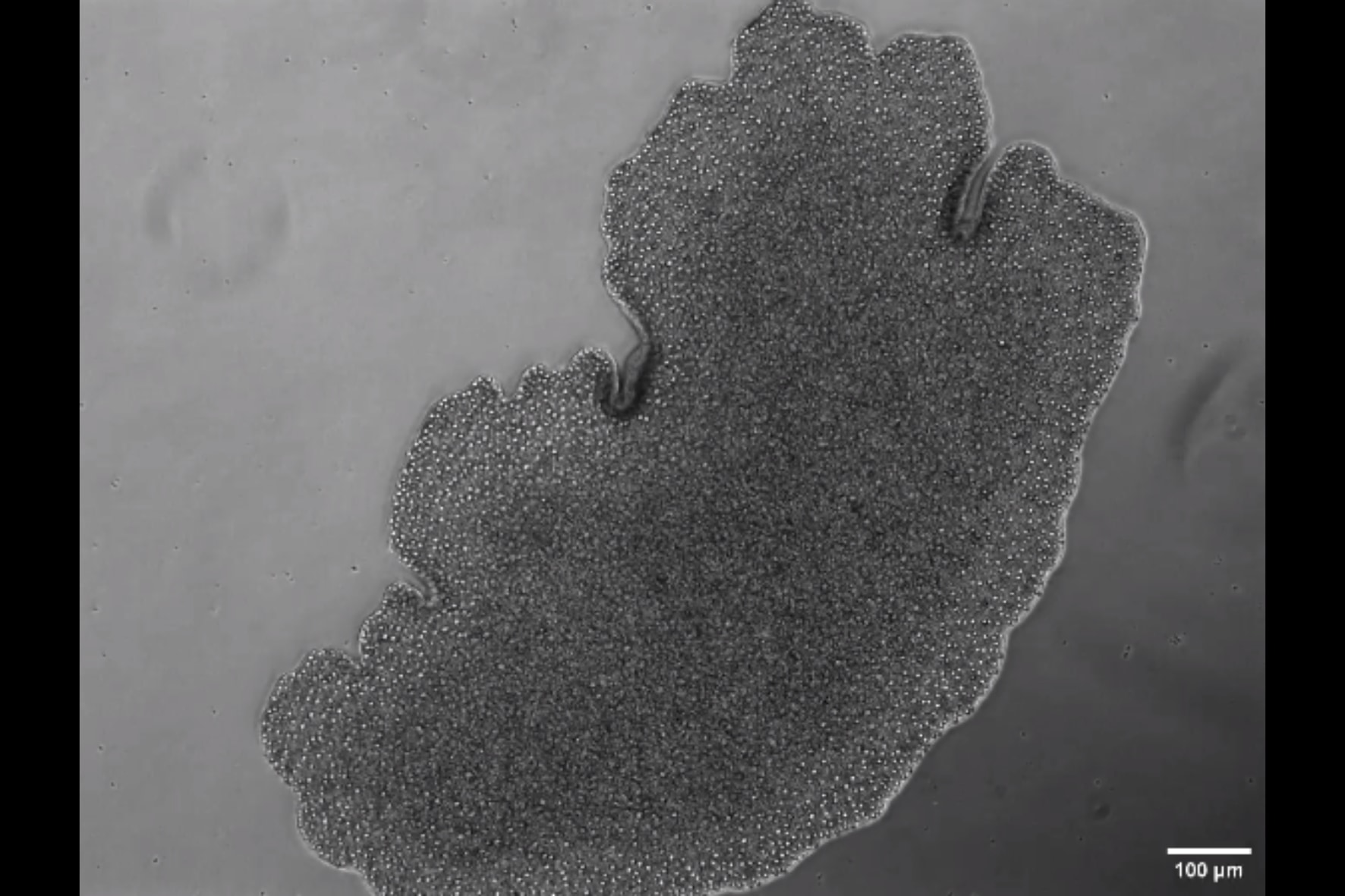 細胞の共生進化 : 始生代と原生代における微生物群衆の世界 上 細胞の共生進化 下 第2版: 始生代と原生代における微生物群集の