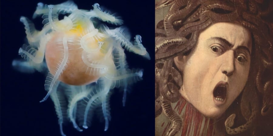 生物学者が困惑した水中写真家がインスタに投稿した謎生物の正体が判明