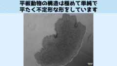 8億年前の単純な生物に「脳細胞」の起源があると判明！の画像 3/5