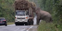 トラックからサトウキビを盗み食いするゾウ