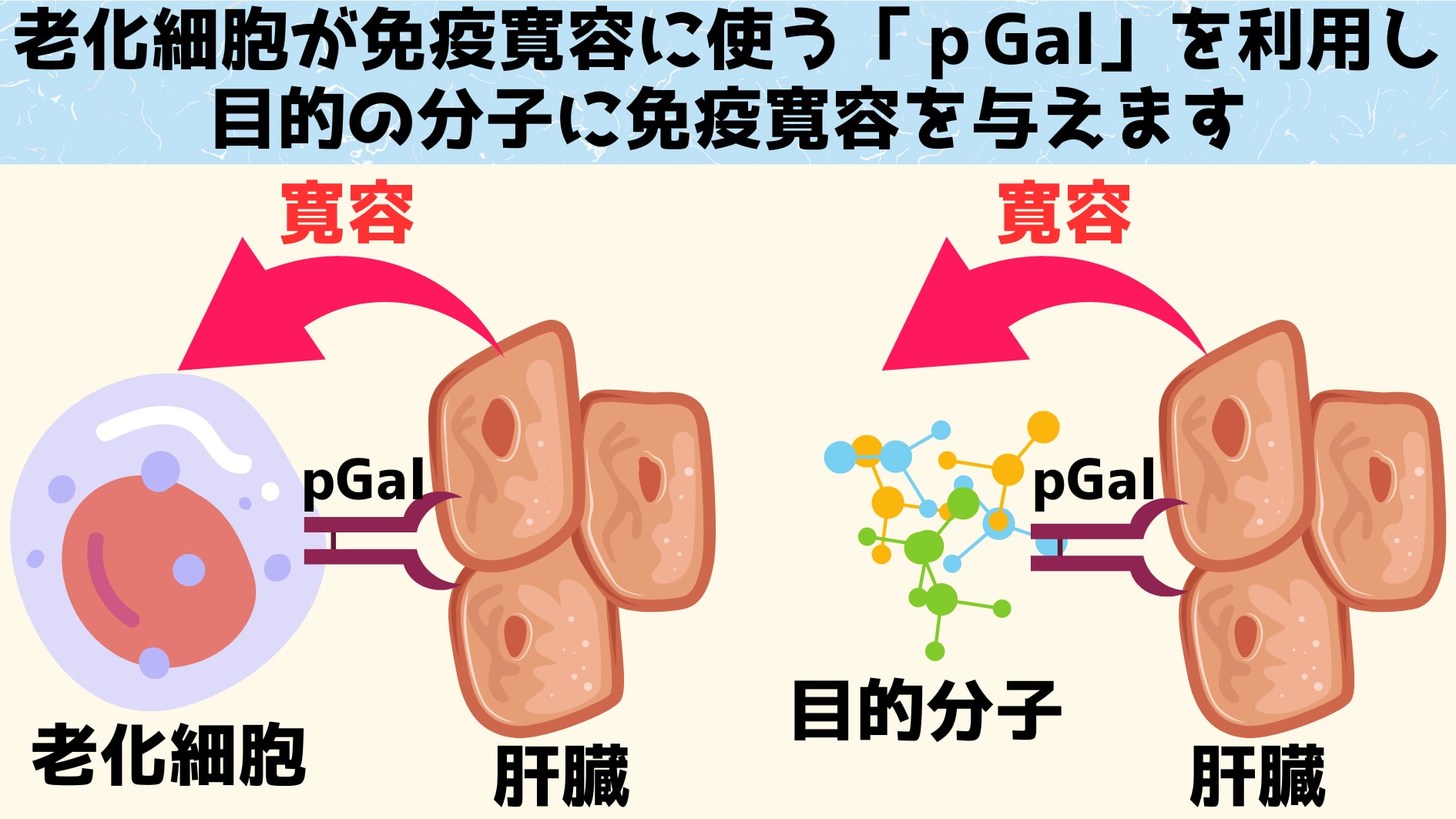 老化細胞が免疫寛容を得るときに使う部分「ｐGal」を流用して、目的とする分子を老化細胞であるかのように勘違いしてもらい、免疫寛容を獲得します。