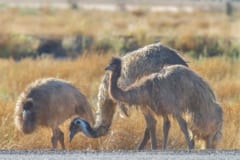 人間とエミューが戦争？