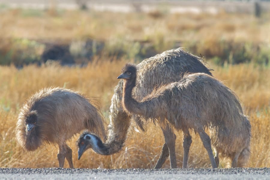 人間とエミューが戦争？