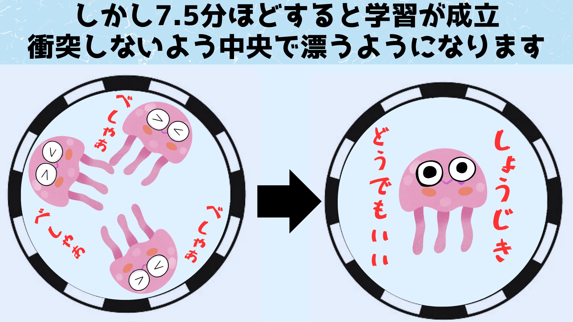 クラゲの学習速度は複雑な脳を持つ動物と同等でした