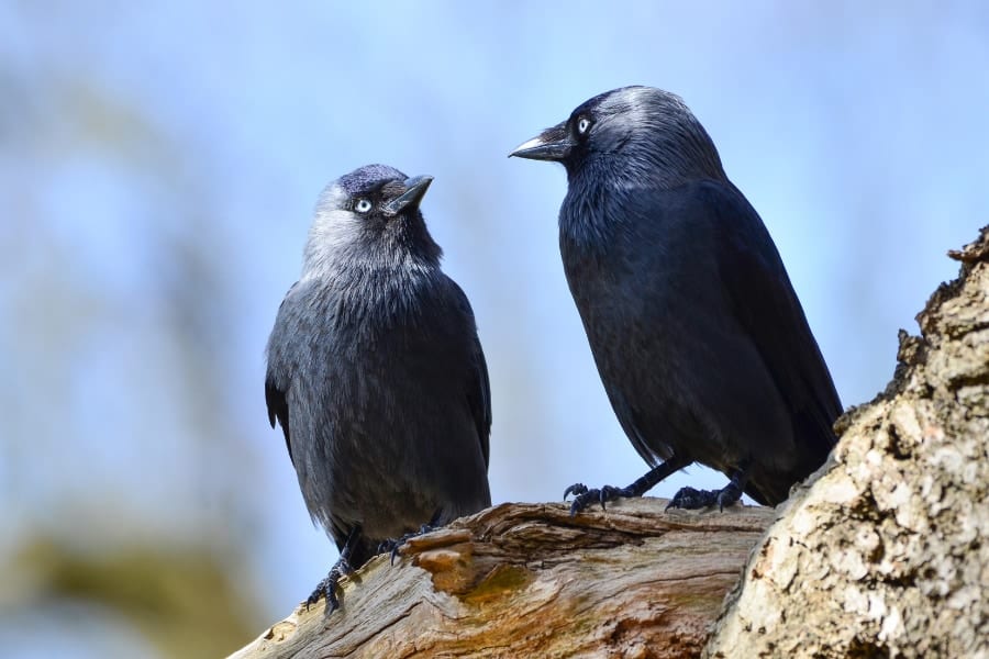 カラスは報酬のために「友情」なら裏切るが「家族の絆」は尊ぶと判明