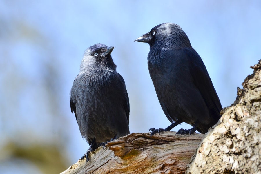カラスは報酬のために「友情」なら裏切るが「家族の絆」は尊ぶと判明