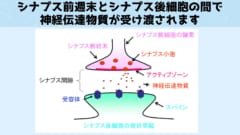 現代的なニューロンはシナプス前週末から化学物質が分泌されシナプス後細胞に伝達されると電気信号が発生します