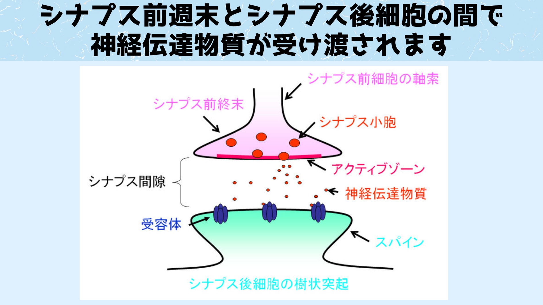 現代的なニューロンはシナプス前週末から化学物質が分泌されシナプス後細胞に伝達されると電気信号が発生します