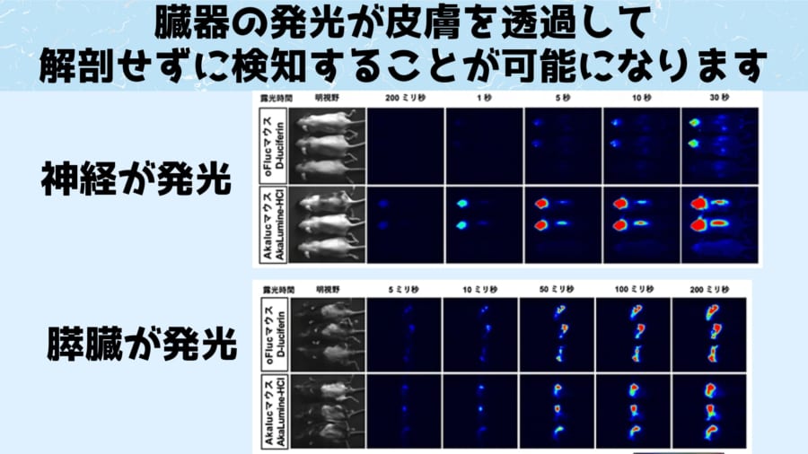 特定の臓器だけを強烈に光らせると、皮膚の上からでも光を検知することができます