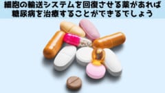 細胞内の渋滞を解消する薬ができれば、糖尿病も治療できるでしょう