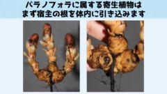 宿主の細胞を自分の肉体に変えてしまう驚きの寄生植物「バラノフォラ」の画像 3/5