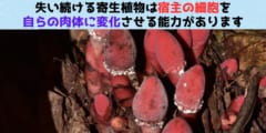 宿主の細胞を自分の肉体に変えてしまう驚きの寄生植物「バラノフォラ」の画像 1/5