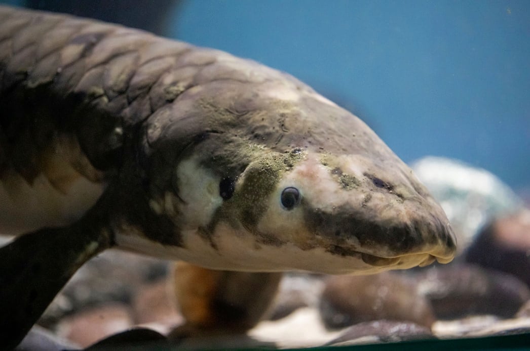 飼育魚として世界最高齢！1938年から水族館にいる肺魚、DNA検査で100歳と判明！の画像 5/5