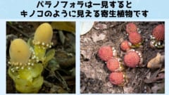 宿主の細胞を自分の肉体に変えてしまう驚きの寄生植物「バラノフォラ」の画像 2/5