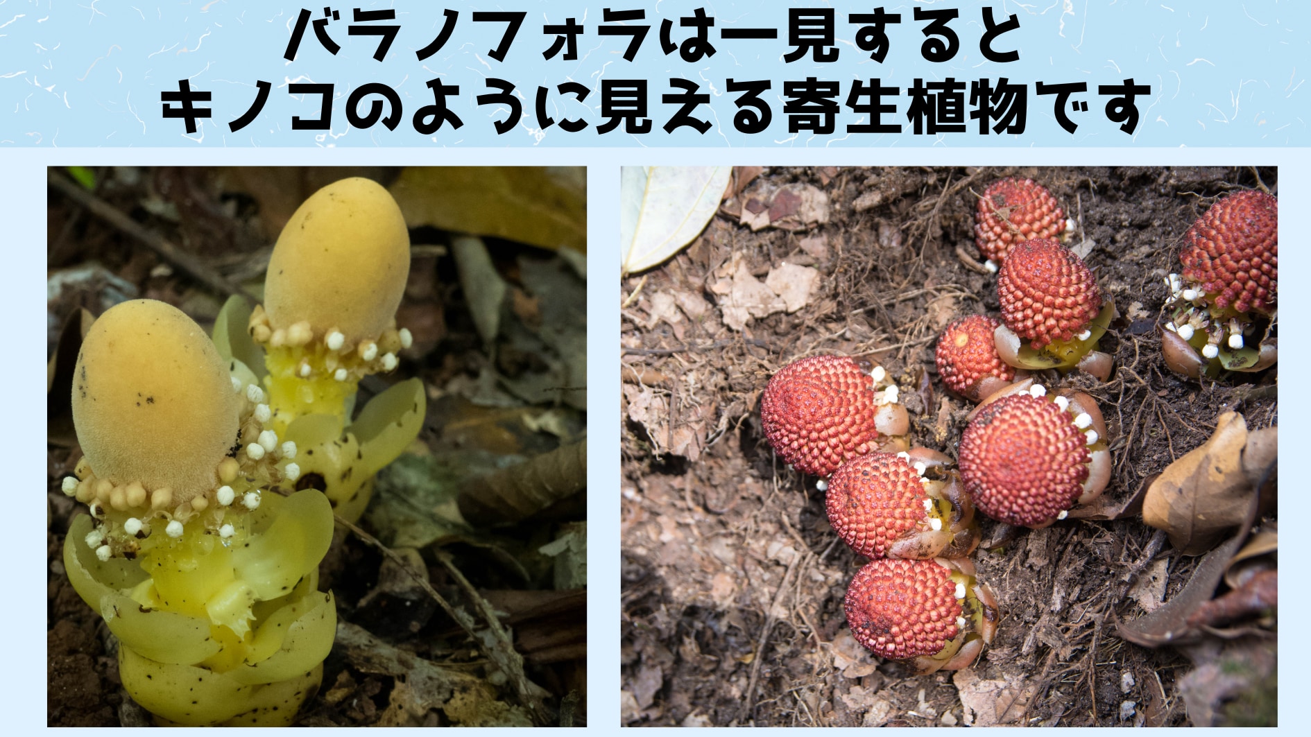 宿主の細胞を自分の肉体に変えてしまう驚きの寄生植物「バラノフォラ」の画像 2/5