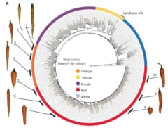 630種の人参ゲノムを解析