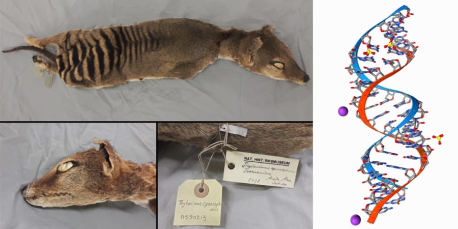 史上初、絶滅種のRNA抽出に成功！ - ナゾロジー