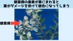 銀葉病は植物に起こる真菌感染症として知られています