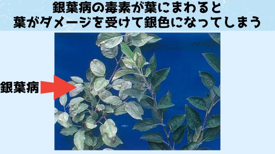 銀葉病は植物に起こる真菌感染症として知られています