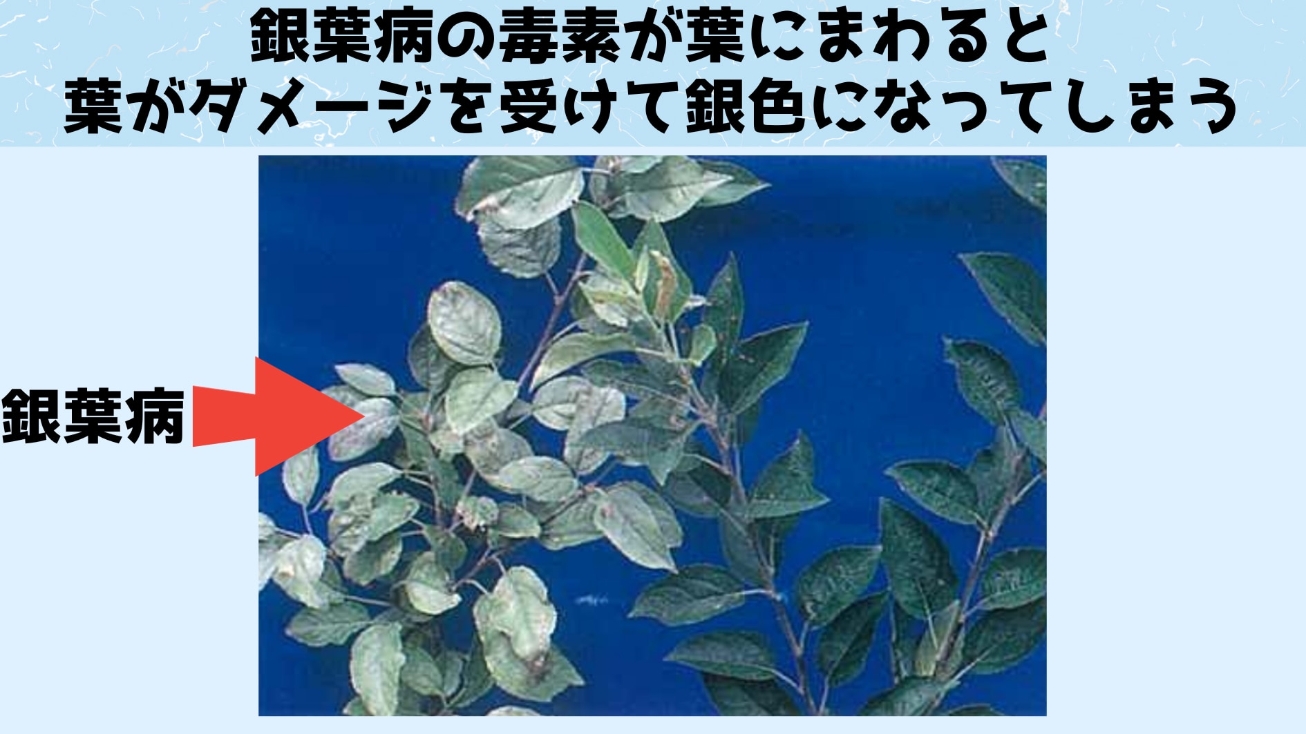 銀葉病は植物に起こる真菌感染症として知られています