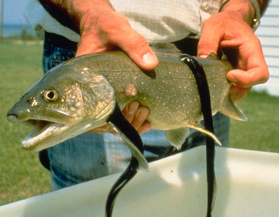 サケ科魚類に寄生したヤツメウナギ