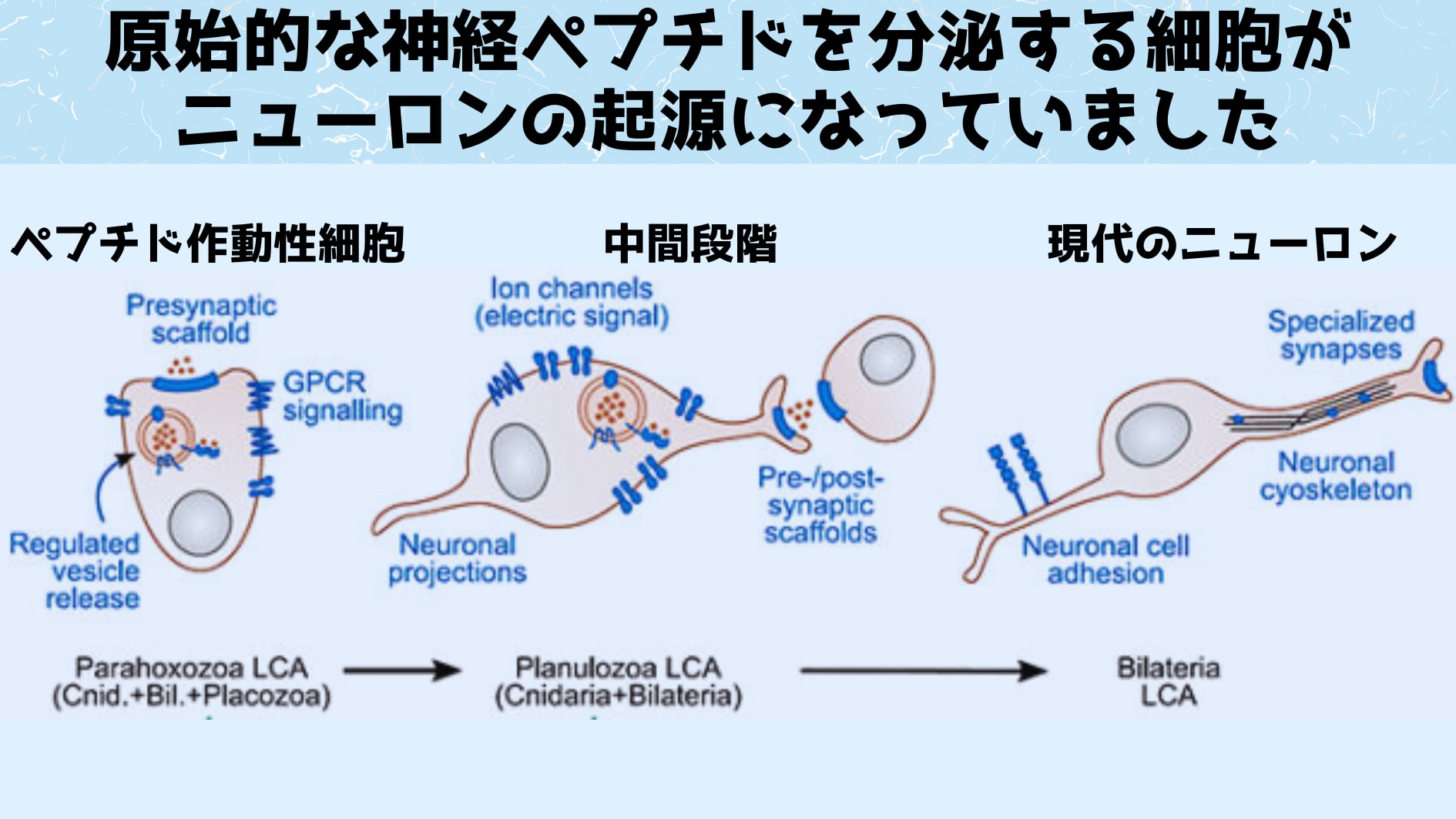 ペプチド作動性細胞はシナプス前半部分と同じタンパク質を発現しており神経ペプチドを分泌し他の細胞に情報を伝達します。ペプチド作動性細胞は情報の受信専門の端末は持たず電気信号を発生させることはできません。