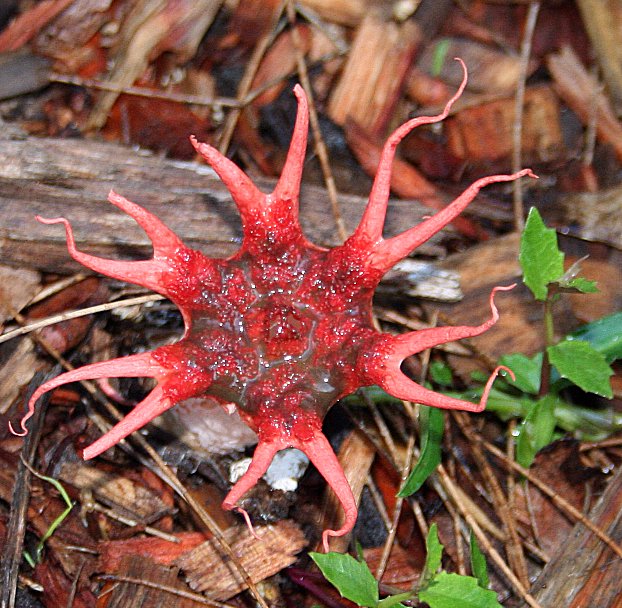 アカイカタケ（Aseroe rubra）