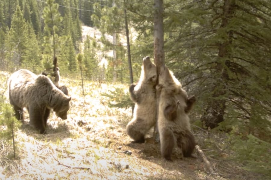 まるでポールダンス！ 森の中で踊り狂う巨大クマたち