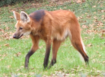 タテガミオオカミ（Chrysocyon brachyurus）