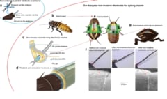 aがアンテナを埋め込む従来の方法でしたが、この方法では虫の体を傷つけてしまいます