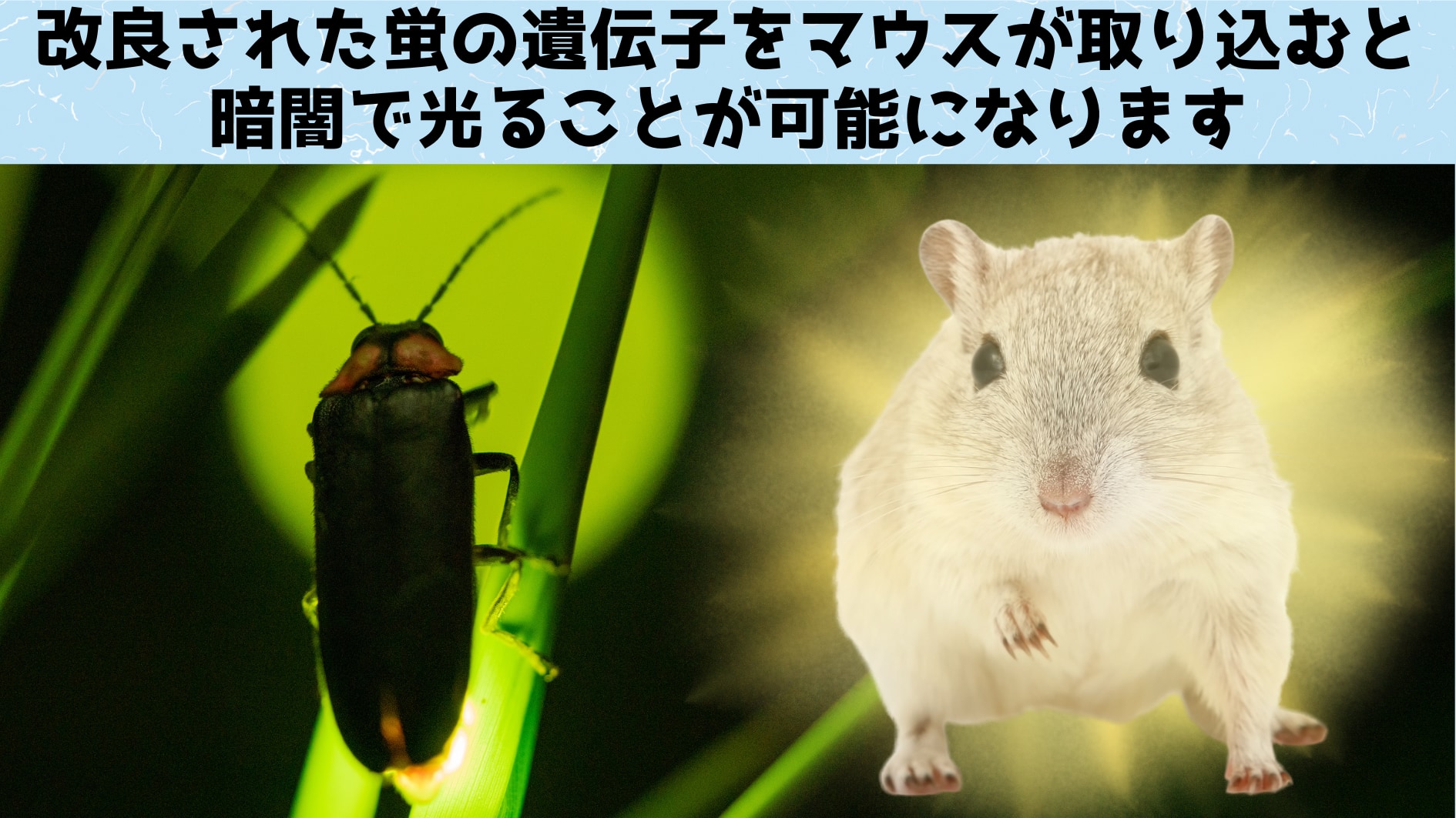 蛍の遺伝子を組み込んで「暗闇で輝く」マウスを作ることに成功！